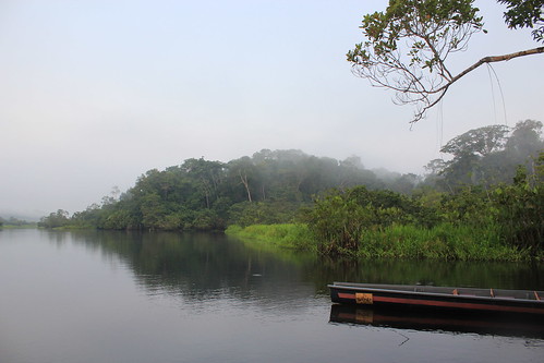 life green nature ecuador amazon oil environment indigenous amazonas amazonia rionapo kichwa sanilodge avaaz saniisla