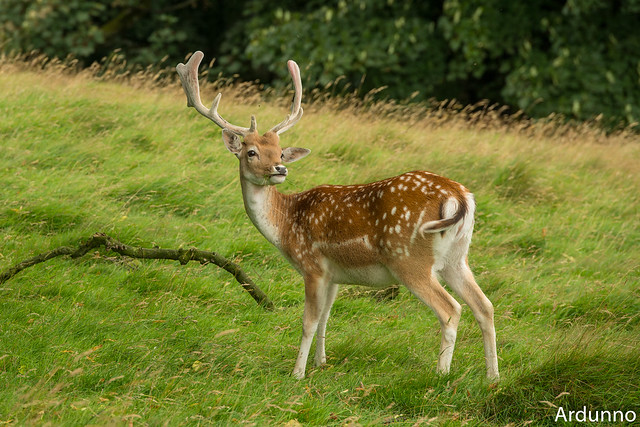 Fallow Deer at the Chestnut Centre