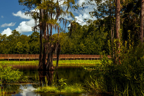lauraswalkerstatepark waycross georgia unitedstates us trees swamp marsh spanishmoss moss clouds canonef24105mmf4lisusm