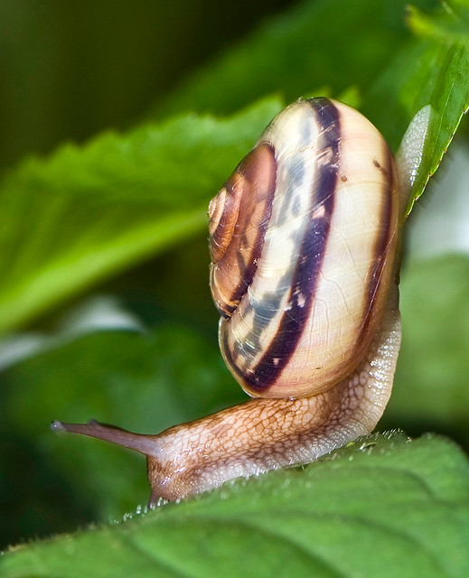 Japanese Garden Snail