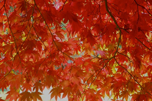 Japanese Maple | by johnomason
