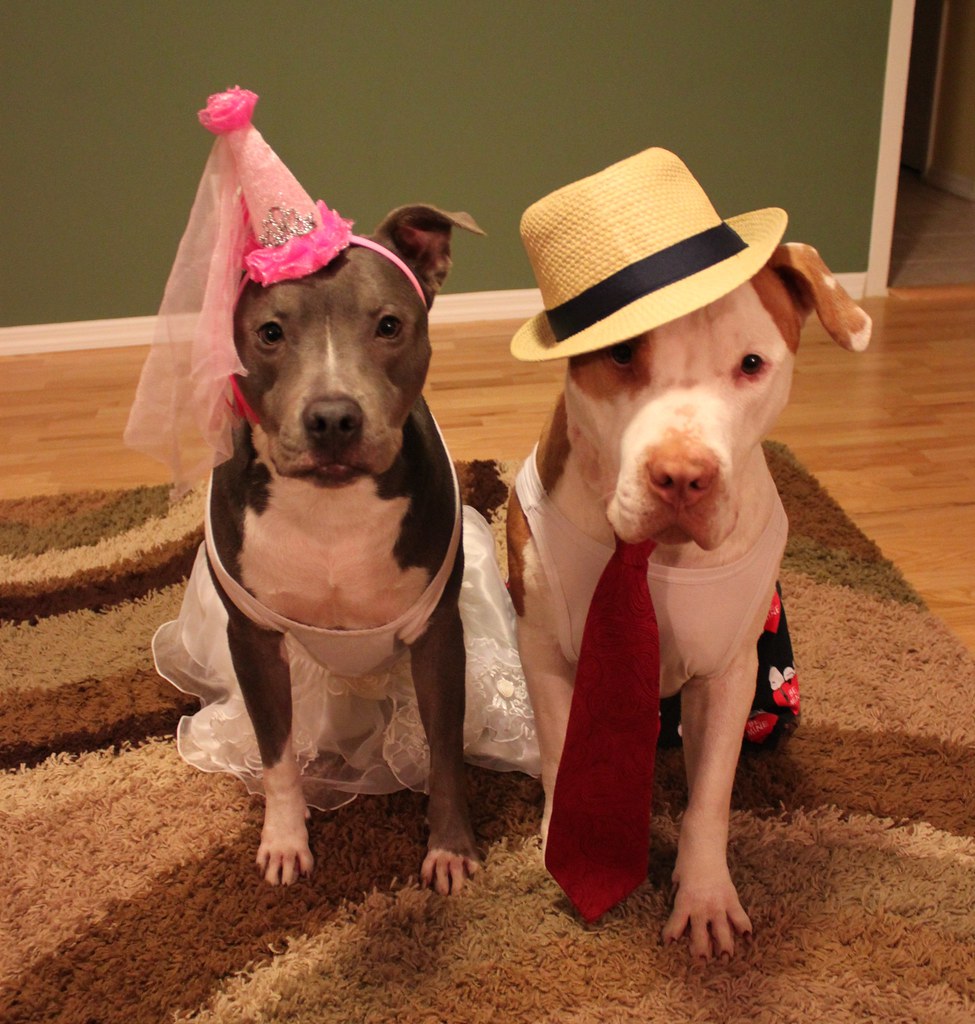 two-pit-bulls-in-costume-terms-of-use-please-consider-lin-flickr