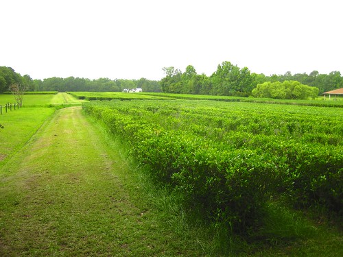 tea southcarolina charleston plantation wadmalawsisland