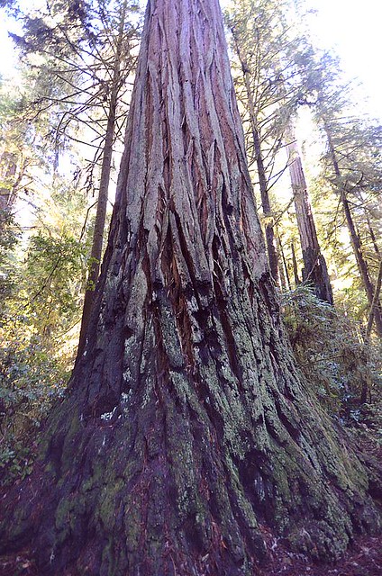 Giant Coastal Redwood - Jedediah Smith Redwoods State Park, Near Crescent City, California, USA.