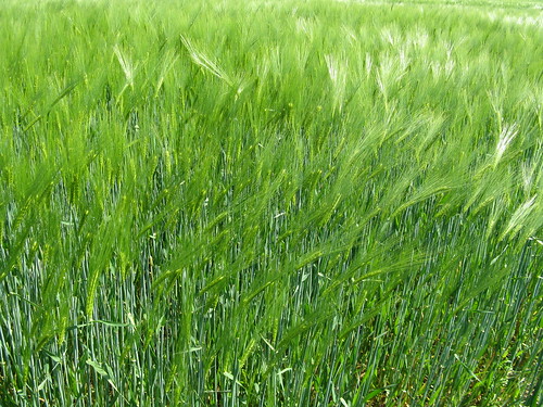 Gräser und Getreide | im Wind | Bea | Flickr