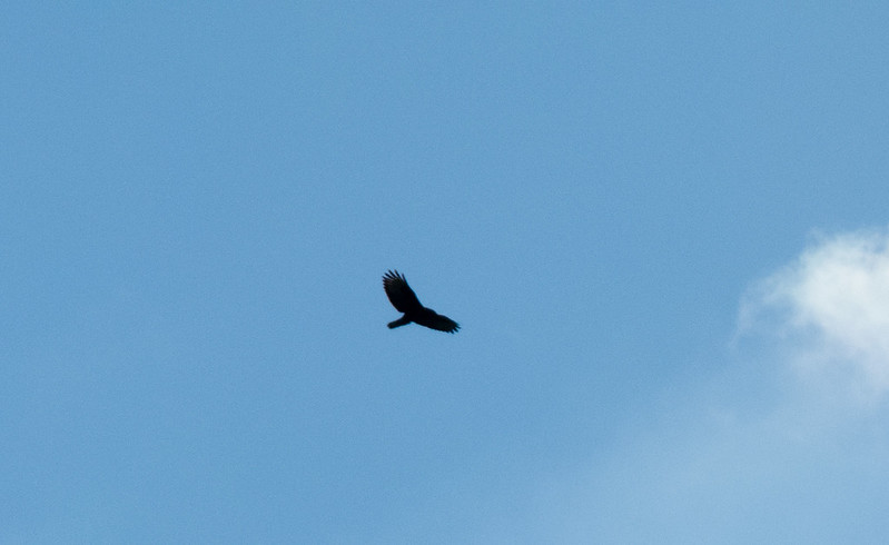 Buzzard soaring