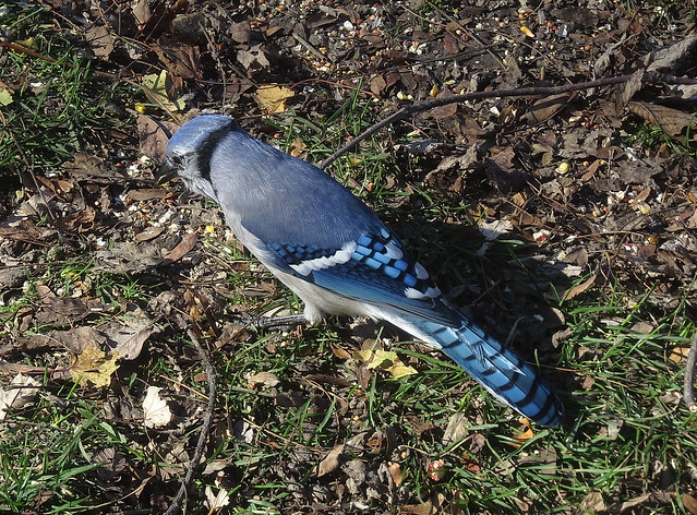 Blue Jay taken on a partly cloudy November 02, 2012 with a Canon PowerShot SX50 HS RAW to JPEG IMG_4655