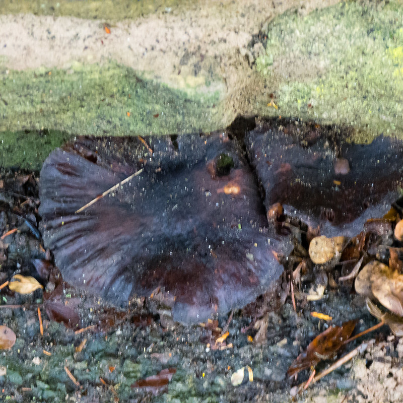 Growing from a wall