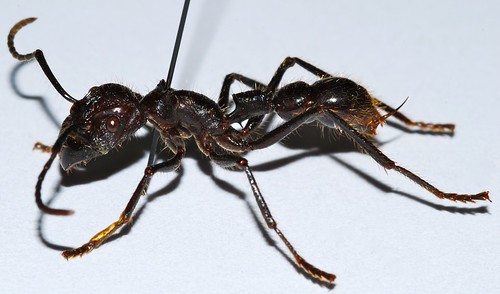 Bullet Ant (Paraponera clavata)