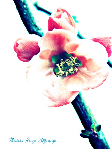 pink flowers flowerphotography michelehenryphotography