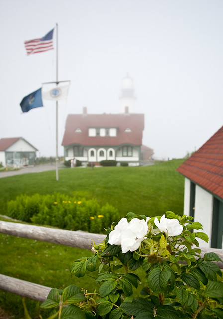 Sea Roses and Lighthouse in Fog (0611)