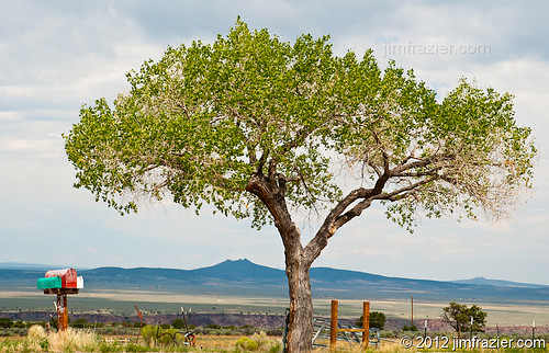 20120803westernroadtrip q4 ©jimfraziercom ld2012 ldoctober wmembed august 2012 nature flora plants tree alone lonetree lonely lone isolated solitary single mailbox mailboxes fence fenceposts geology mountains taos nm newmexico roadside rural country bucolic pastoral ranch agriculture agricultural farming farm desolate deserted red scenery scenic landscape v1000