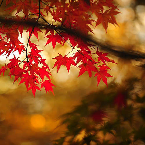 Japanese Maple | Edgar Barany C | Flickr