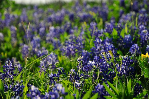 brenham flowers texas wildflowers