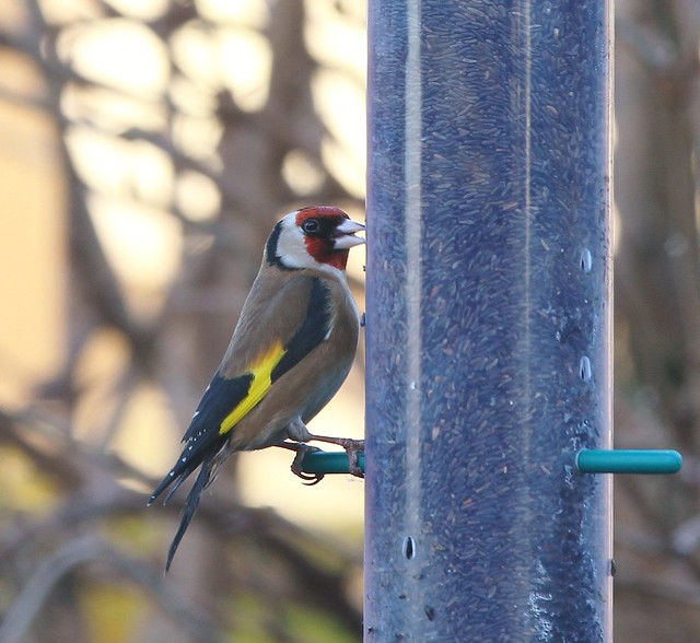 Goldfinch At Nyger Feeder