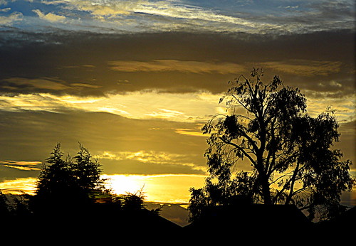 trees sky home clouds sunrise silhouettes nikond3200 blinkagain