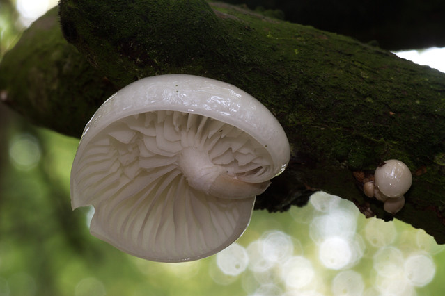 Porcelain or Poached Egg Fungi