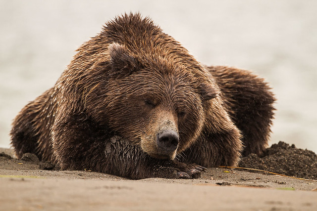 Sleeping Brown Bear, National Wildlife Magazine Photo Of The Day, Nov. 22, 2012
