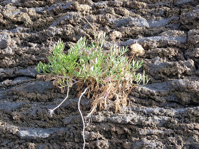 Stazzo (Acireale Ct) - Crithmum maritimum,pianta colonizzatrice delle antiche lave in riva al mare