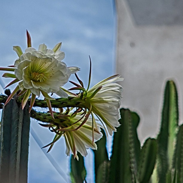 Flor de 1 día (galán de noche) del Cactus de la oficina :)… | Flickr