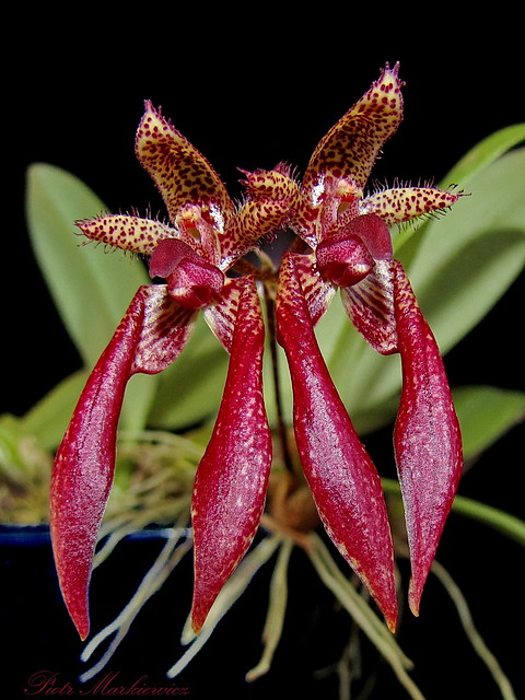Bulbophyllum Meen Mercury Sandal