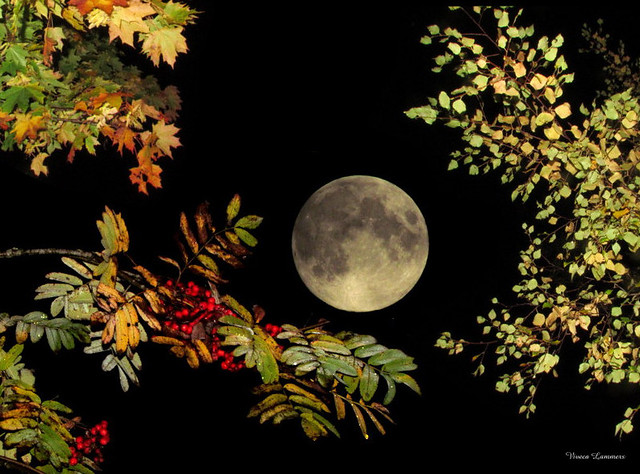 Full moon and autumn trees.