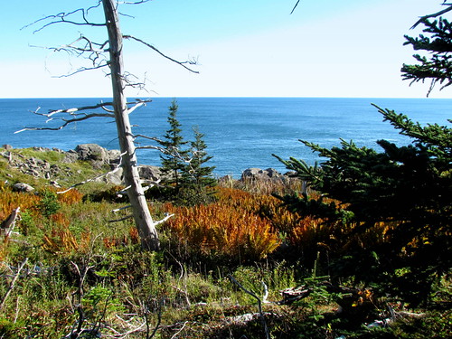 Boot Head Preserve | by VW Beetle