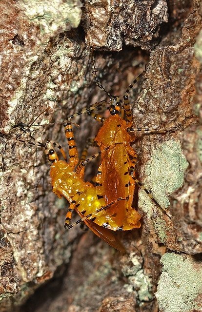 Orange Assassin Bugs - Pselliopus barberi, Leesylvania State Park, Woodbridge, Virginia