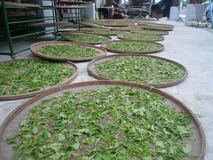Flétrissage des feuilles de thé