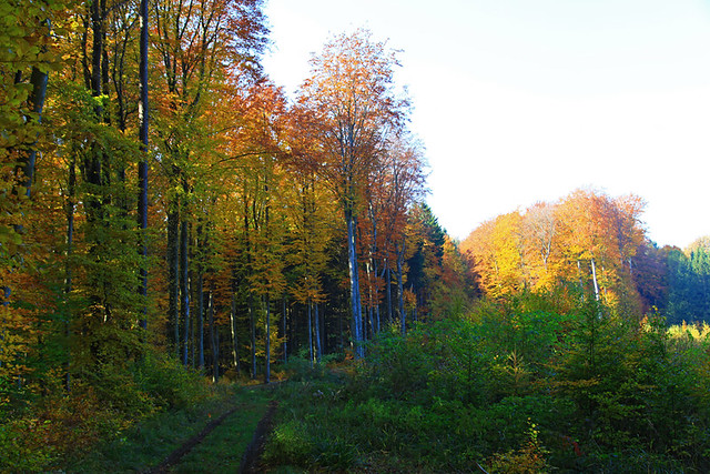 Autumn in the Viennese Woods in Austria.