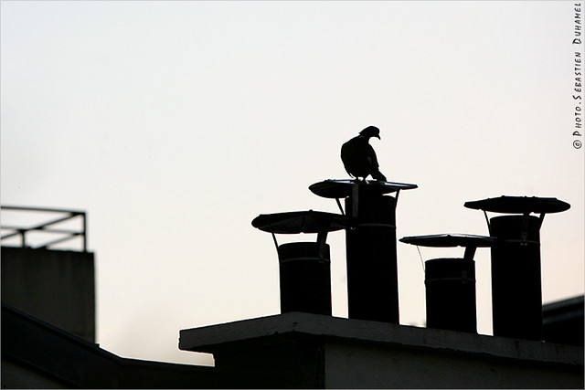 Pigeon Ramier ✔  Oiseaux de ma Fenêtre à Paris IMG110902_016_©2011 | Fichier Flickr 700x467Px Fichier d'impression 5610x3740Px-300dpi