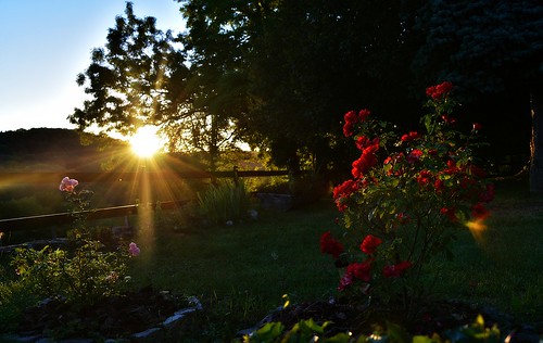 coucherdesoleil atardecer sunset rosiers soir evening glay soleil raies rayons août2016 jardin barrières