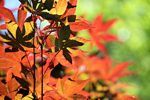 Japanese Maple with Shadows | by Bella Lisa