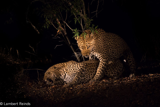 Mating Leopard's