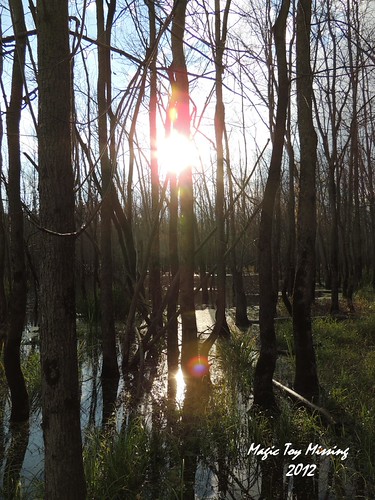 MTM by ~Life in General~, Swamp stomping. Looking for pics... ;)
12.10.14-05.14p-fl.bl.tw.pi.tu.mtpark trees sunset pond swamp