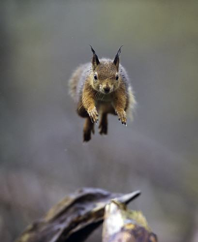 autumn nature mammal scotland leaping redsquirrel cairngormsnationalpark scottishwildlife specanimal specanimalphotooftheday caledonianpineforest nikond3s