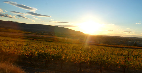 sunset sun mountain leaves landscape washington vineyard branch wine farm grapes agriculture sunrays cultivate