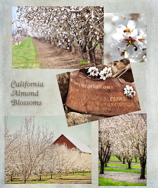 California Almond Blossoms Collage ~ Day 84