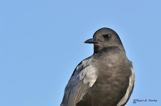Black Tern - Guifette noire -  Fumarel común -  Chlidonias niger