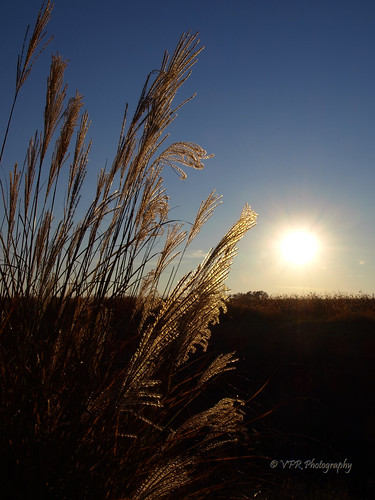 november blue grass silhouette ray glow bright alabama athens southern flare glowing grasses rays thesouth silvery silhouetted pampasgrass ornamentalgrass lateafternoon cottonfield glisten flaring glistening northernalabama limestonecounty clumpinggrass