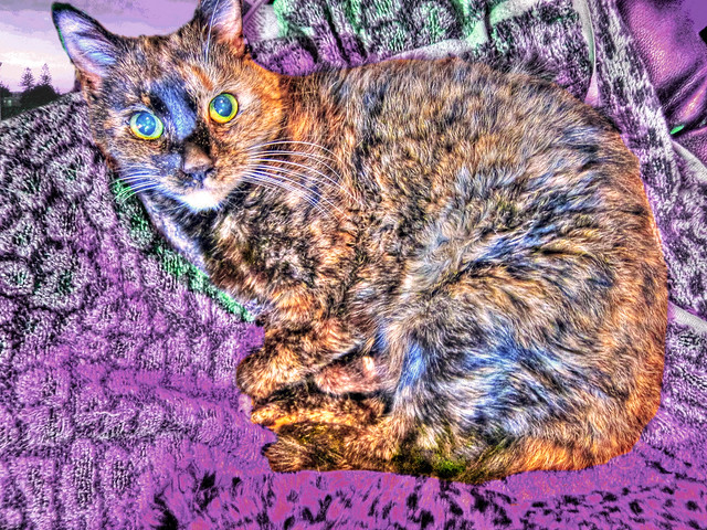 Portrait of Kitty Witty