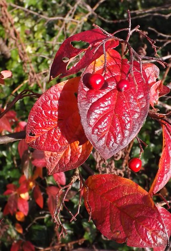 Autumn Chemistry.....Simplified | by cauld lad