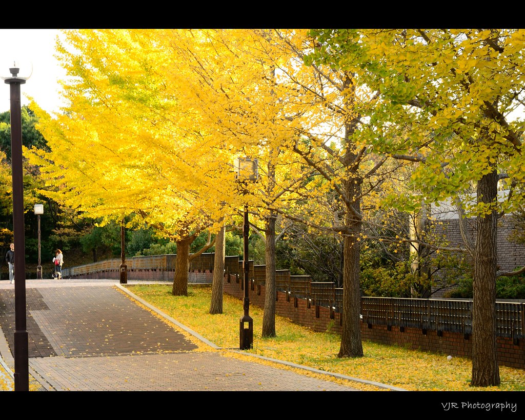Autumn Colors,Tokyo,Japan | Copyright©All Rights Reserved Al… | Flickr