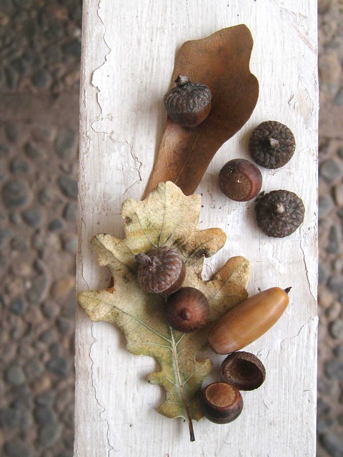 Acorns from Curimon, Chile