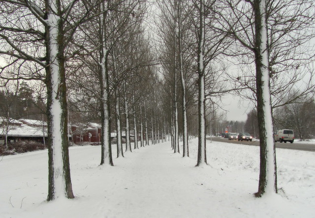 avenue in snow