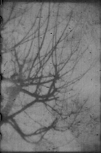 tree | by blur & destroy