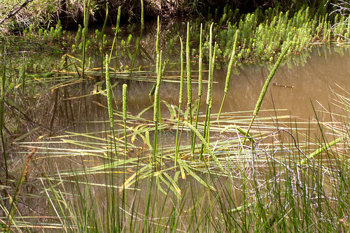Water ribbons | Triglochin procerum or Water Ribbons, a comm… | Flickr