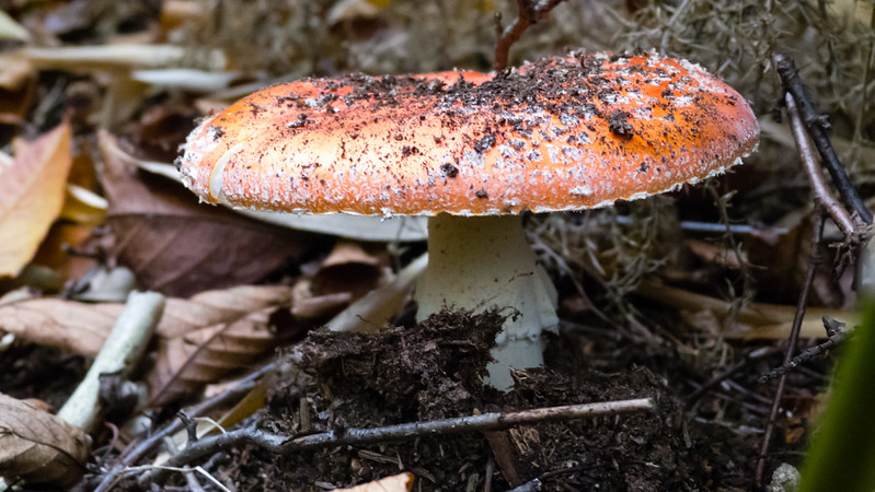 Fly agaric mushroom near Chapel Ash roundabout