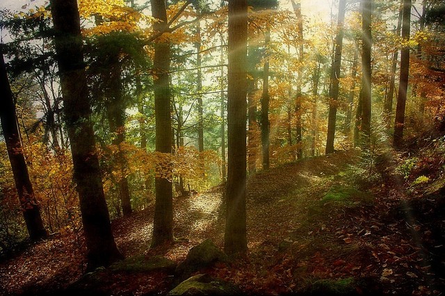 Au coeur de la forêt en automne