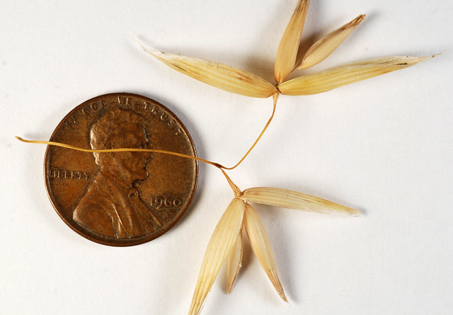 spikelets with two fertile florets, the upper smaller and stalked